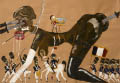 Emperor of Africa paintin galand scape - 70 x 100 - 2010