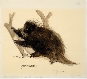 Porcupine